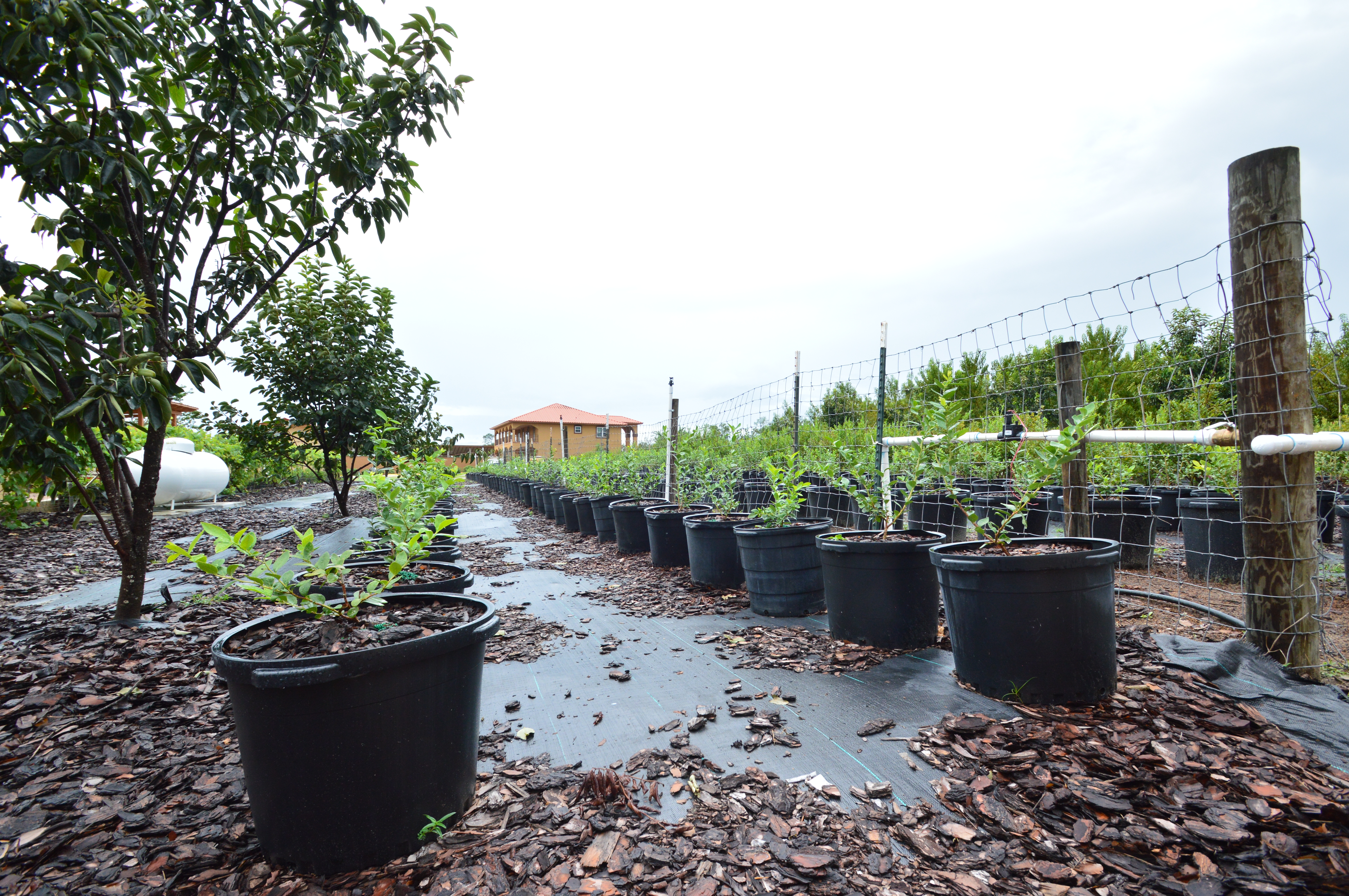 Potted Blueberry Field